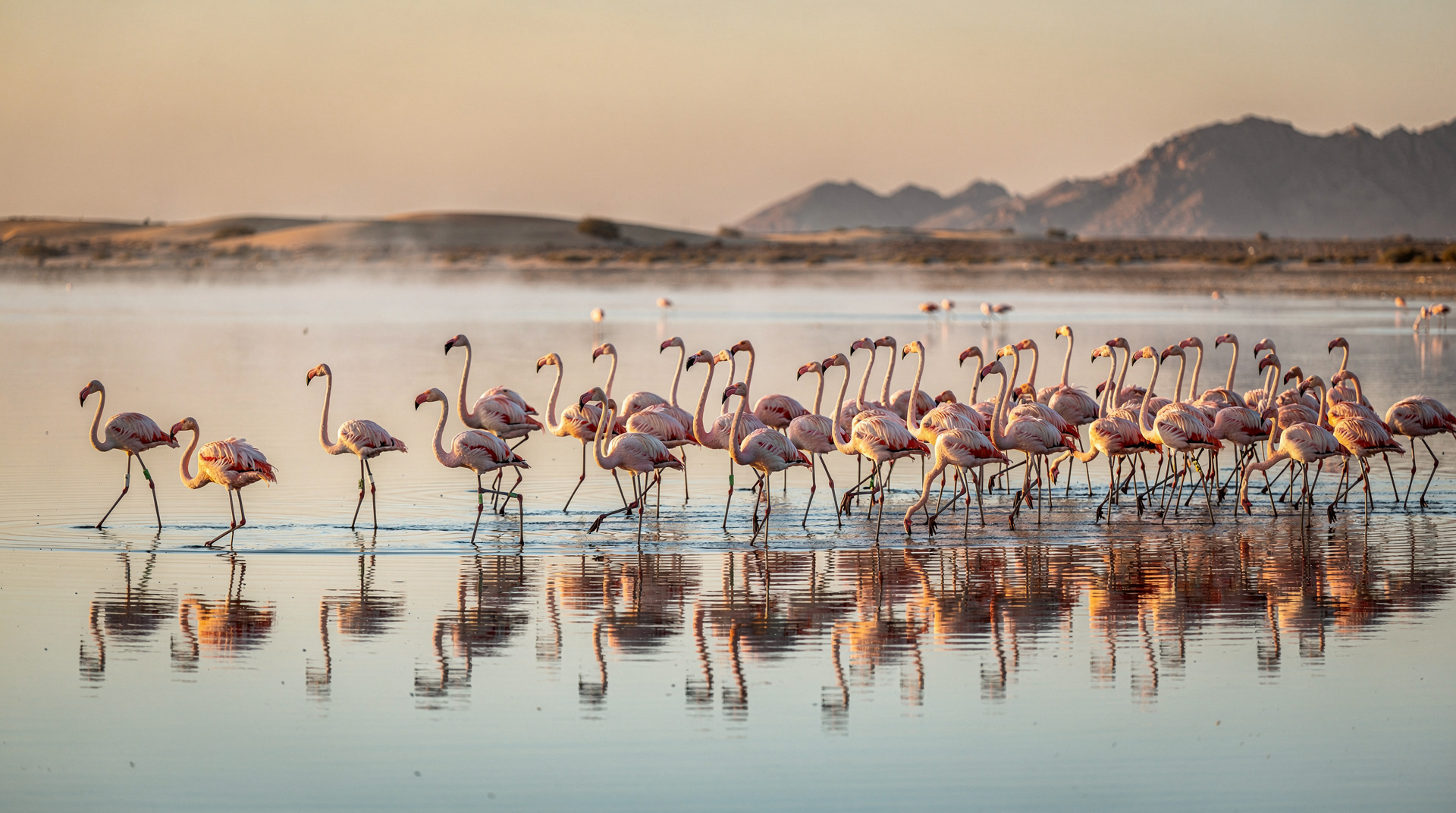Birdwatching in Oman: A Complete Guide to the Best Birding Hotspots