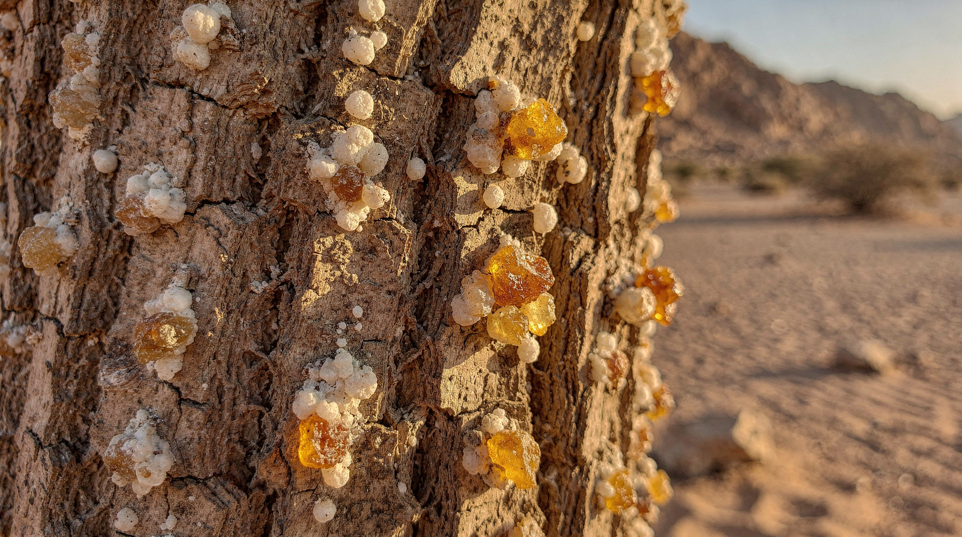 Weihrauchstraße Salalah: Omans UNESCO-Weihrauchland