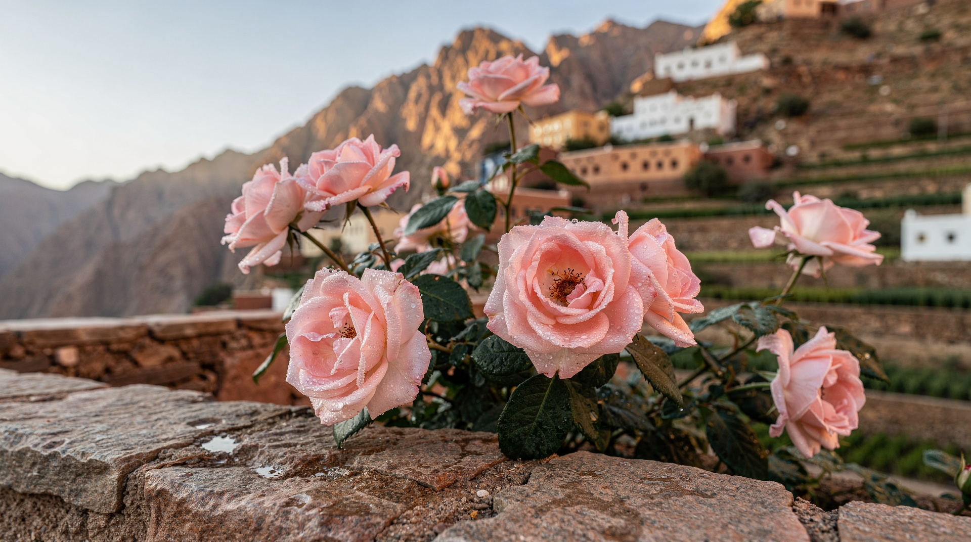 Rosensaison auf dem Jebel Akhdar: Ratgeber März und April
