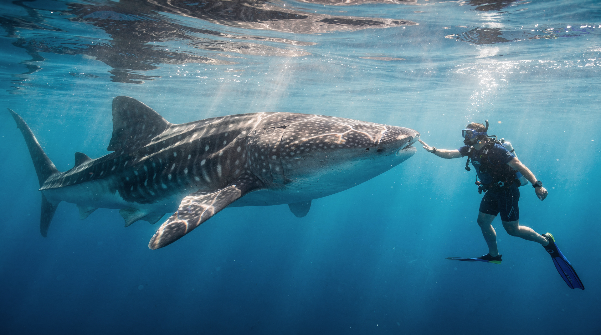 Walhai-Tauchen und Schnorcheln in Oman: Daymaniyat-Inseln Ratgeber